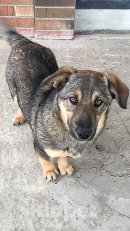 Собаки в Новочеркасске: Домашние щенки Мальчик, Бесплатно - фото 3