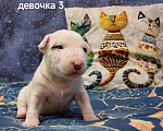 Собаки в Санкт-Петербурге: Продаю. Девочка, 100 000 руб. - фото 5