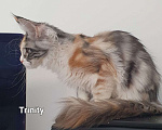 Кошки в Ейске: котята Мейн-Кун Девочка, 30 000 руб. - фото 2