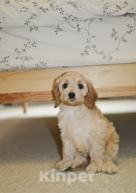 Собаки в Челябинске: Кокапу щенок Мальчик, Бесплатно - фото 2