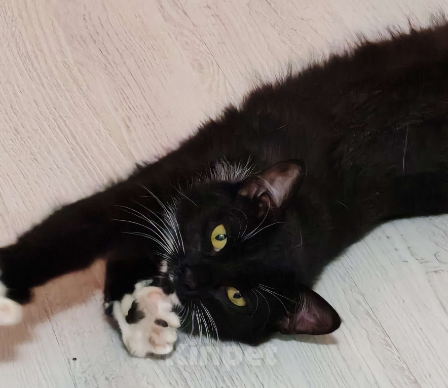 Кошки в Уфе: Жасмин Девочка, 500 руб. - фото 4