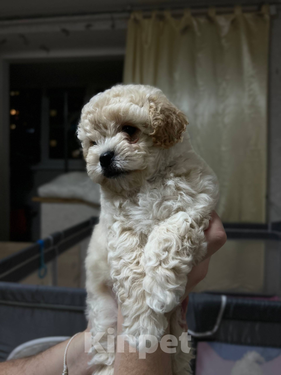Собаки в Мытищах: Симба Мальчик, 70 000 руб. - фото 4