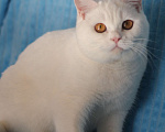 Кошки в Магнитогорске: Tutsy Marshmallow  Девочка, Бесплатно - фото 2