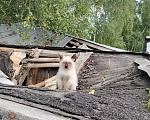 Кошки в Калуге: Котята Мальчик, Бесплатно - фото 3