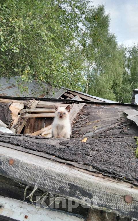 Кошки в Калуге: Котята Мальчик, Бесплатно - фото 3