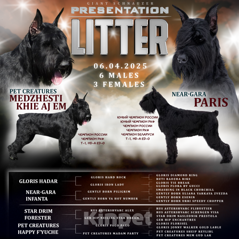 Собаки в Воронеже: Девочка ризеншнауцер документы РКФ Девочка, 70 000 руб. - фото 4