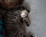 Кошки в Оби: Котята в добрые руки Мальчик, 1 руб. - фото 5