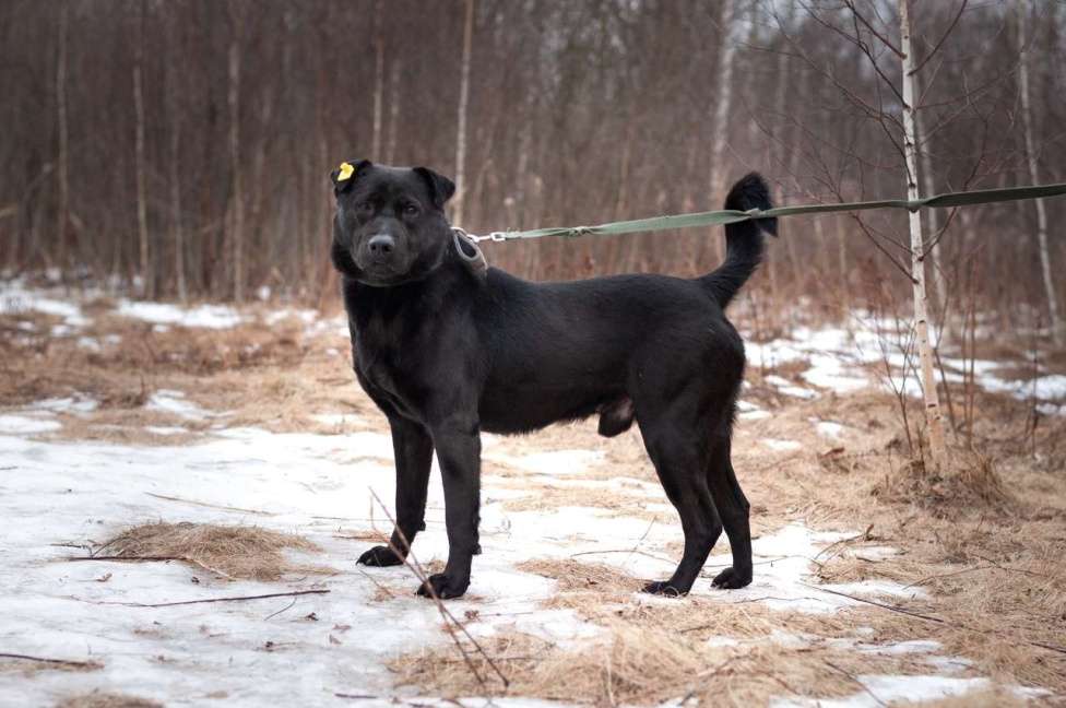 Собаки в Ногинске: Шикарного окраса шикарный парень в поиске своих Мальчик, Бесплатно - фото 6