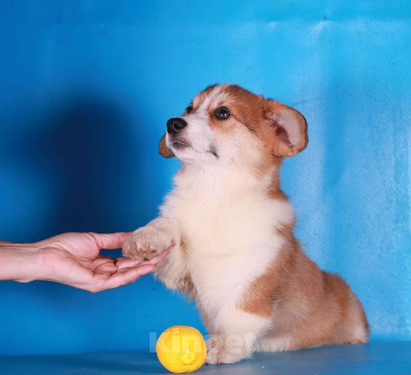 Собаки в Москве: вельш корги пемброк щенки Мальчик, 90 000 руб. - фото 6