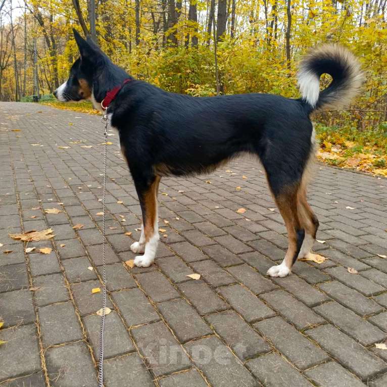 Собаки в Москве: Ищем ответственных хозяев для прекрасной собаки Эльзы. Девочка, Бесплатно - фото 4