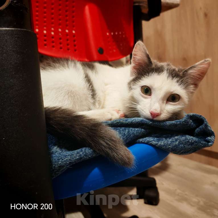 Кошки в Уфе: Котёнок мальчик 3 месяца Мальчик, 250 руб. - фото 2