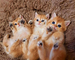 Кошки в Малоархангельске: Золотые мальчики Мальчик, 20 000 руб. - фото 4