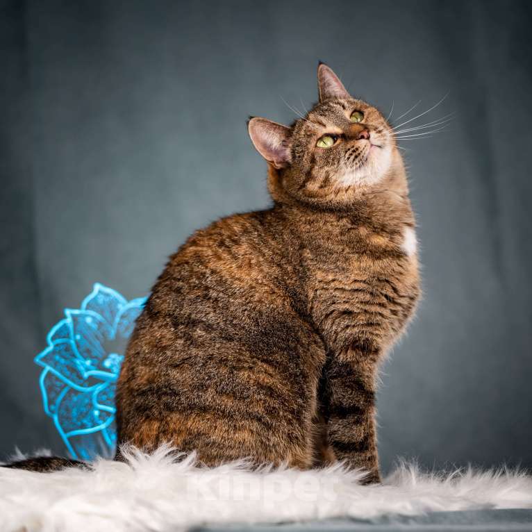 Кошки в Клине: Ласкуша — кошка-обнимашка Девочка, Бесплатно - фото 10