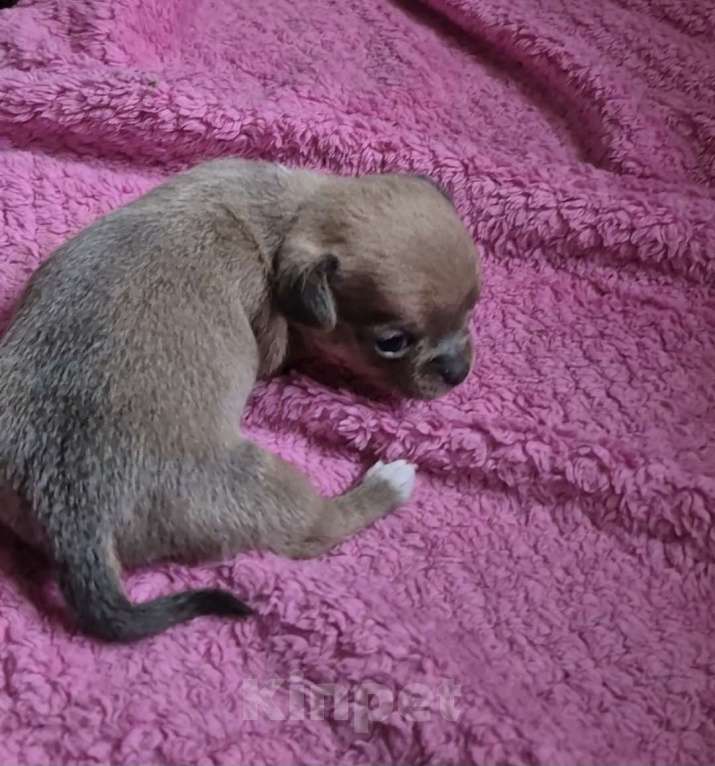 Собаки в Владикавказе: Чихуахуа Мальчик, 30 000 руб. - фото 6