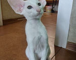 Кошки в Набережных Челнах: Ориентальные котята Девочка, Бесплатно - фото 7