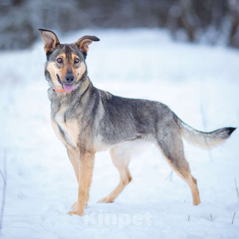 Собаки в Солнечногорске: Собака-компаньон в дар Девочка, Бесплатно - фото 1