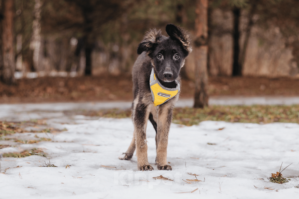 Собаки в Москве: Щенуля Тайлин ищет самый лучший дом! Девочка, Бесплатно - фото 6