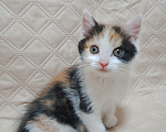 Кошки в Москве: Маленькие котята (2 мес.) в добрые руки Мальчик, Бесплатно - фото 4