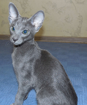 Объявление: Ориентальный котенок, 15 000 руб., Краснодар