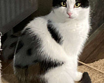 Кошки в Москве: Стеснительный котик Йохан  Мальчик, 50 руб. - фото 2