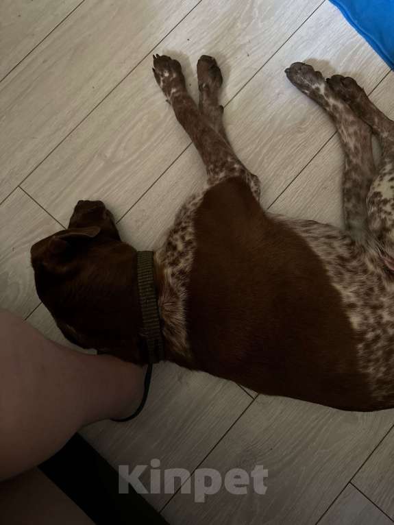 Собаки в Краснодаре: Найден пес, кобель курцхаара Мальчик, Бесплатно - фото 2