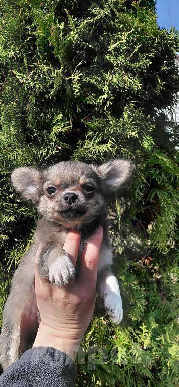 Собаки в Брянске: Чихуахуа мальчик Мальчик, 22 000 руб. - фото 4