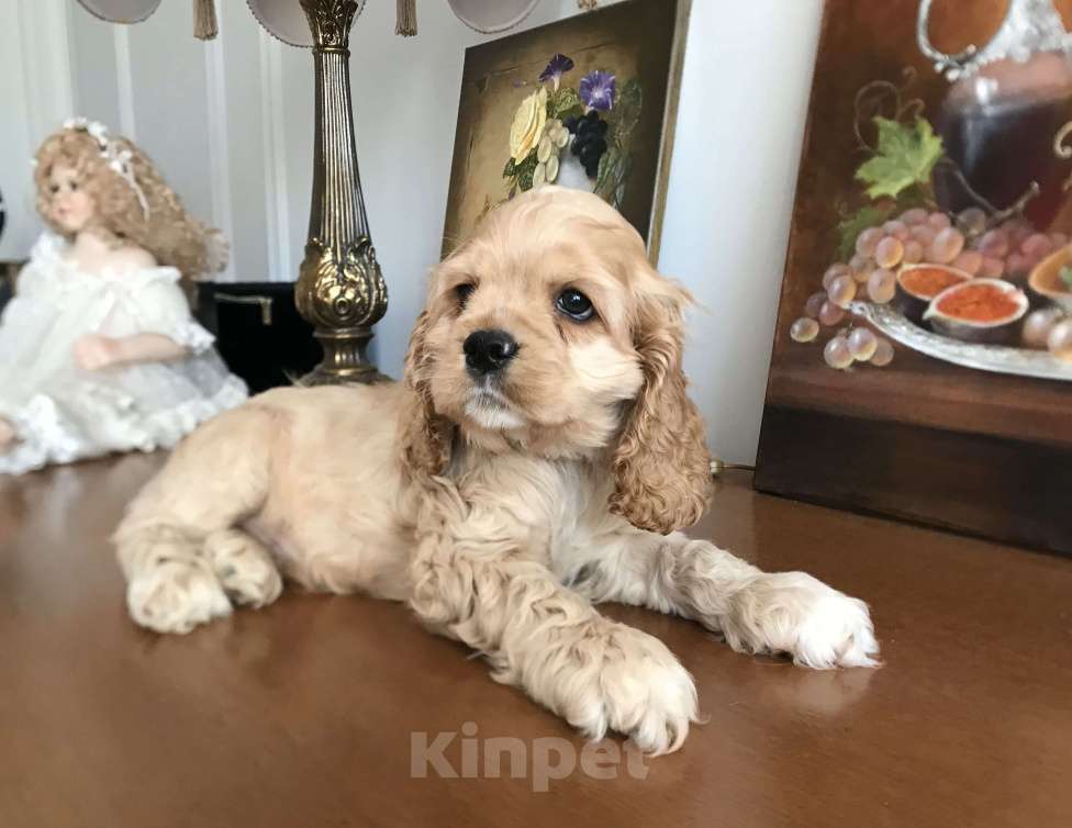 Собаки в Люберцах: Норд Мальчик, 70 000 руб. - фото 2