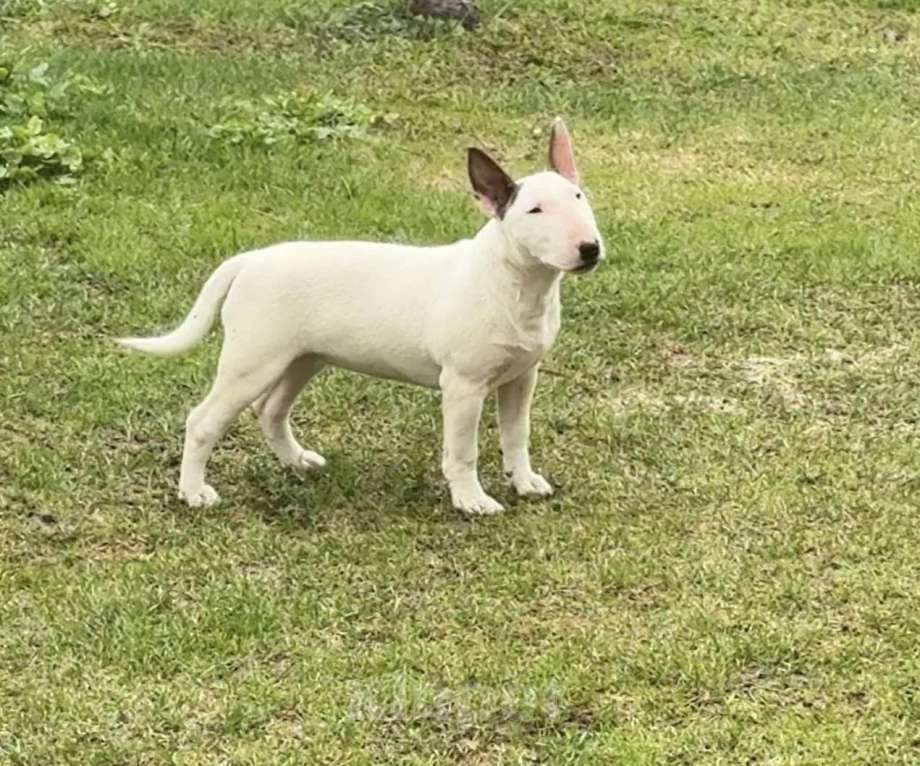 Собаки в других городах Московской области: Щенок 4 мес. Питомник Ркф Девочка, 60 000 руб. - фото 1