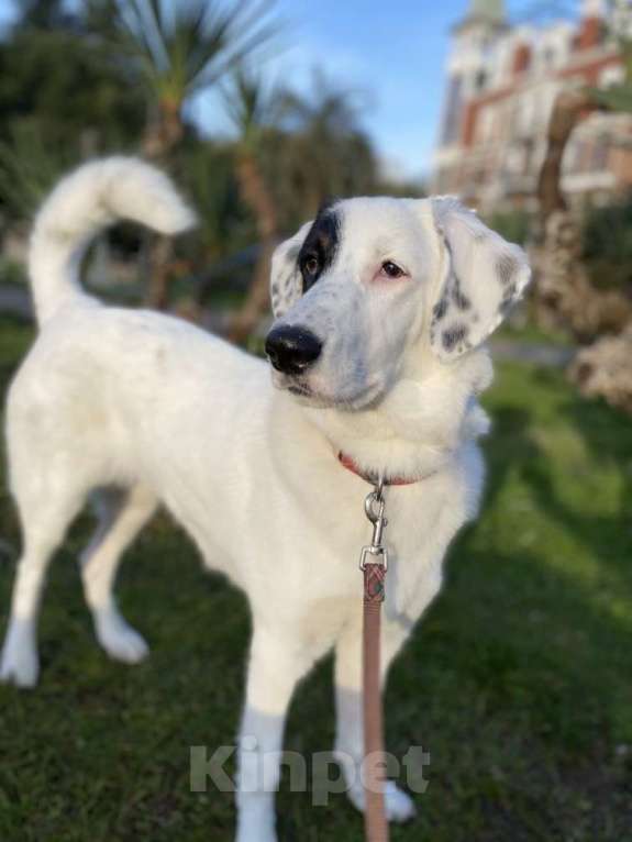 Собаки в других городах Московской области: Ищет Дом Девочка, Бесплатно - фото 7