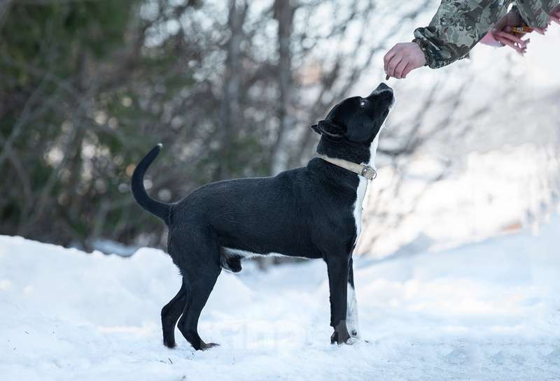 Собаки в Москве: Питбуль Пит в добрые руки Мальчик, Бесплатно - фото 9
