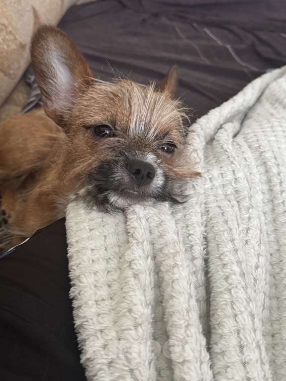 Собаки в Горном-Алтайске: Помесь чихуахуа и француз бульдог Мальчик, 7 000 руб. - фото 6