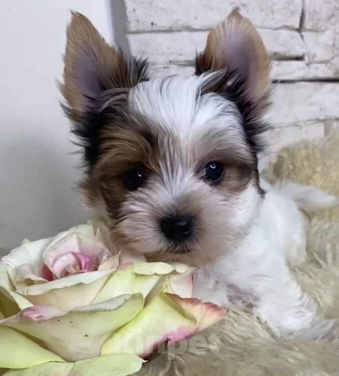 Собаки в Москве: Бивер мальчик РКФ  Мальчик, 75 000 руб. - фото 1