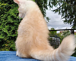 Кошки в Санкт-Петербурге: Котёнок мейн-кун Мальчик, Бесплатно - фото 3