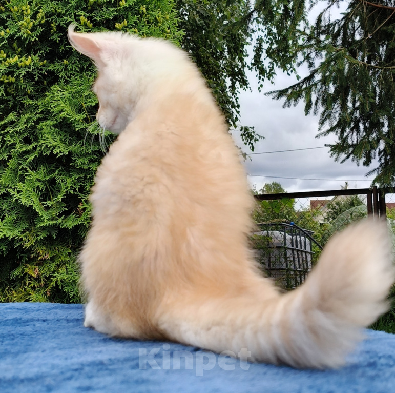 Кошки в Санкт-Петербурге: Котёнок мейн-кун Мальчик, Бесплатно - фото 3