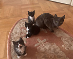 Кошки в других городах Московской области: Отдам в хорошие добрые руки, котика 2 месяца, добрый ласковый, пушистый! Мальчик, 850 руб. - фото 1