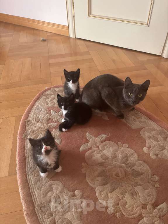 Кошки в других городах Московской области: Отдам в хорошие добрые руки, котика 2 месяца, добрый ласковый, пушистый! Мальчик, 850 руб. - фото 1