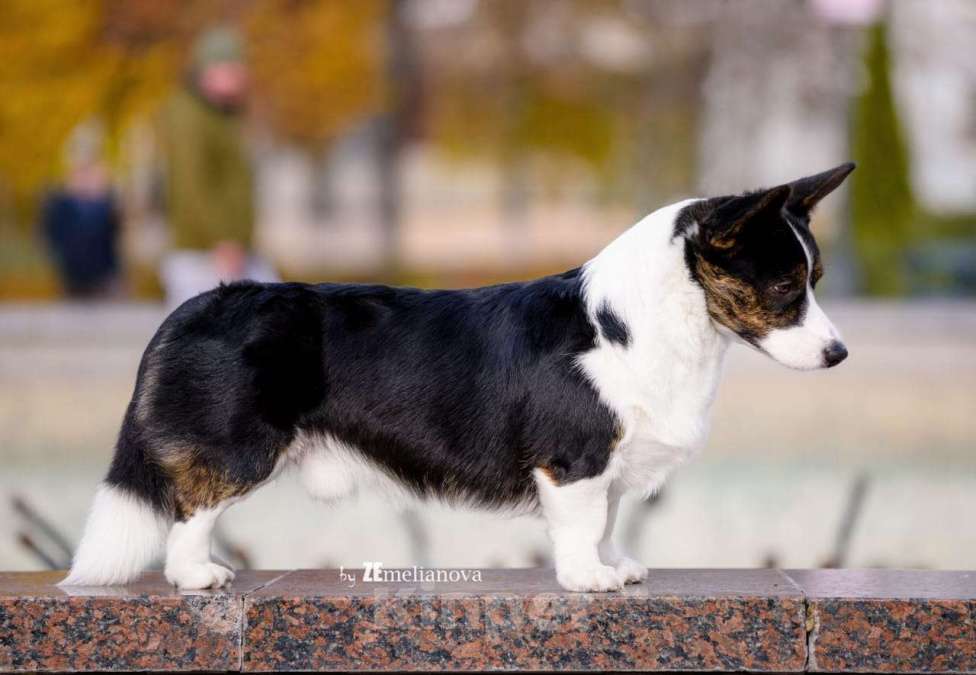 Собаки в Старом Осколе: Вязка кобель Мальчик, Бесплатно - фото 2