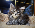 Кошки в Санкт-Петербурге: Кошечка чёрный мрамор на серебре  Девочка, 40 000 руб. - фото 1