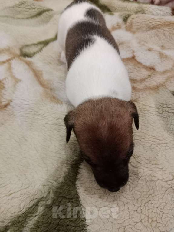 Собаки в Тольятти: Девочка Джек Рассел терьер  Девочка, 20 000 руб. - фото 1