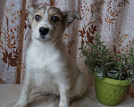 Собаки в Москве: Милые щенки — мальчишки в добрые руки. Вырастут небольшие Мальчик, 1 руб. - фото 3
