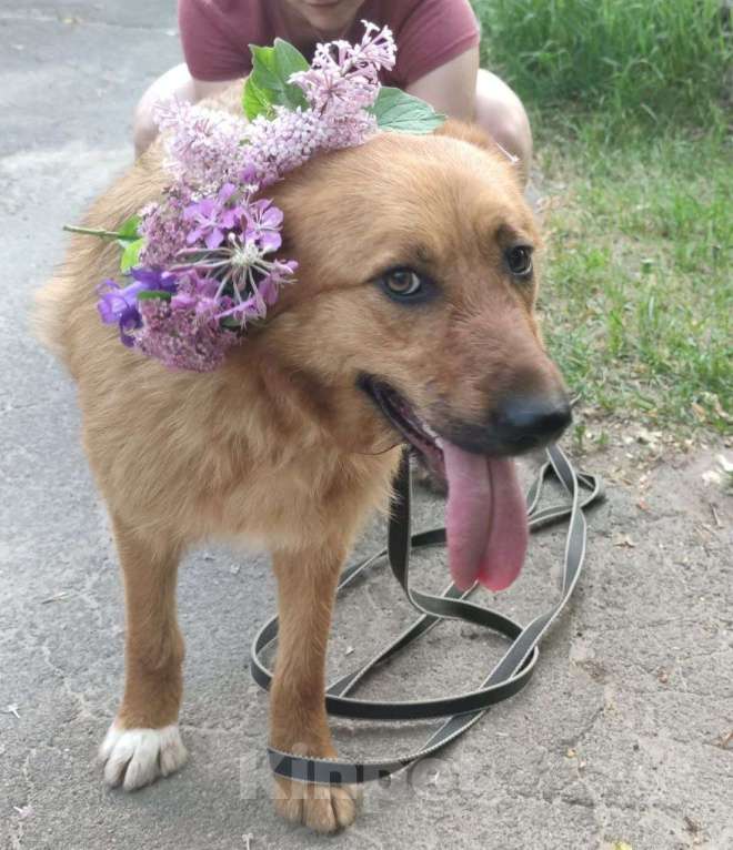 Собаки в Москве: Изюминка Девочка, Бесплатно - фото 3