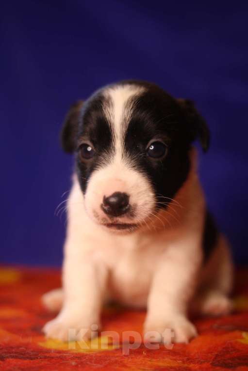 Собаки в Всеволожске: Щенок дрт девочка гладкая бело черная Девочка, 50 000 руб. - фото 5