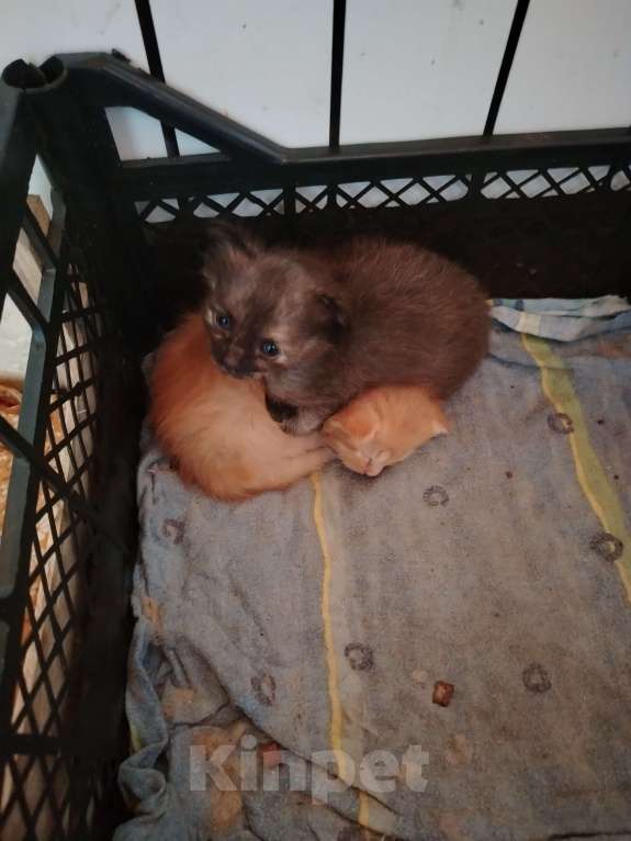 Кошки в других городах Ленинградской области: Чёрный котёнок Девочка, Бесплатно - фото 5