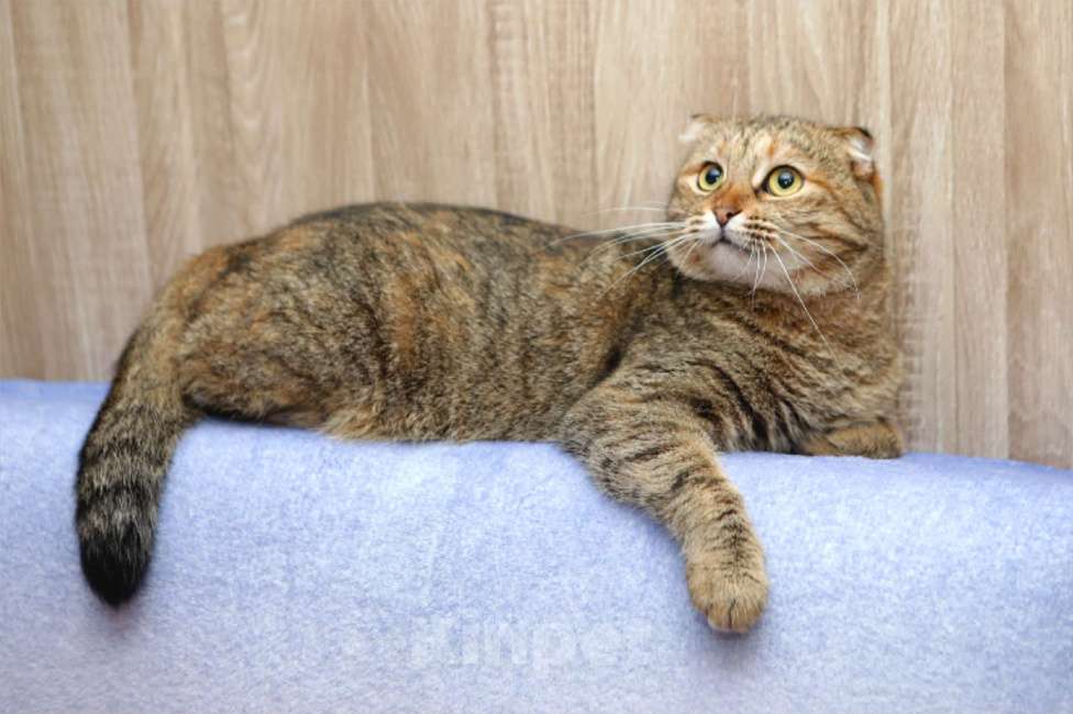 Кошки в Санкт-Петербурге: Кошка Девочка, Бесплатно - фото 3