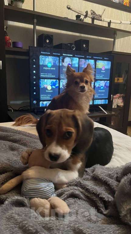 Собаки в Москве: Бигль девочка  Девочка, 10 000 руб. - фото 7