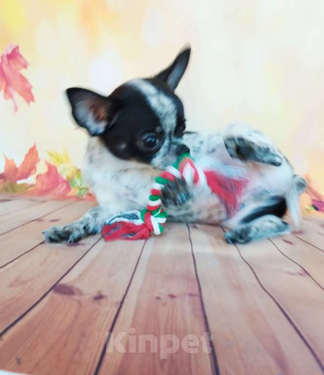 Собаки в Ногинске: Очаровательный малыш Мальчик, 30 000 руб. - фото 2