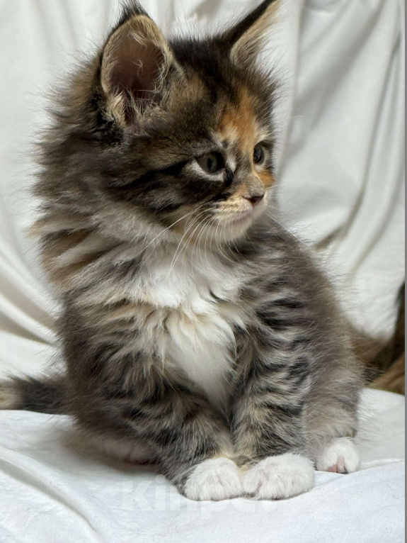 Кошки в Новосибирске: Шикарная черепашка породы Мейкун Девочка, Бесплатно - фото 3