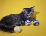 Кошки в Москве: Кошечка Маня ищет дом Девочка, Бесплатно - фото 4