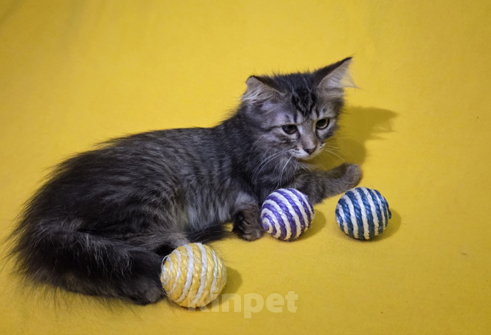 Кошки в Москве: Кошечка Маня ищет дом Девочка, Бесплатно - фото 4
