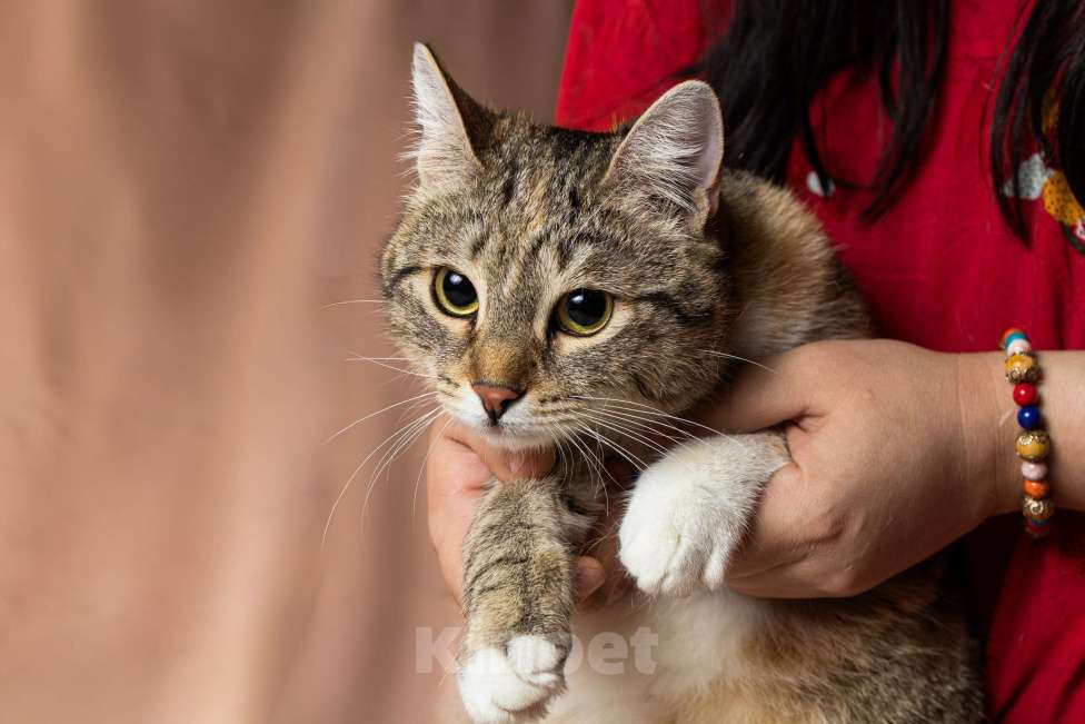 Кошки в Москве: Лада, 10 месяцев Девочка, Бесплатно - фото 6